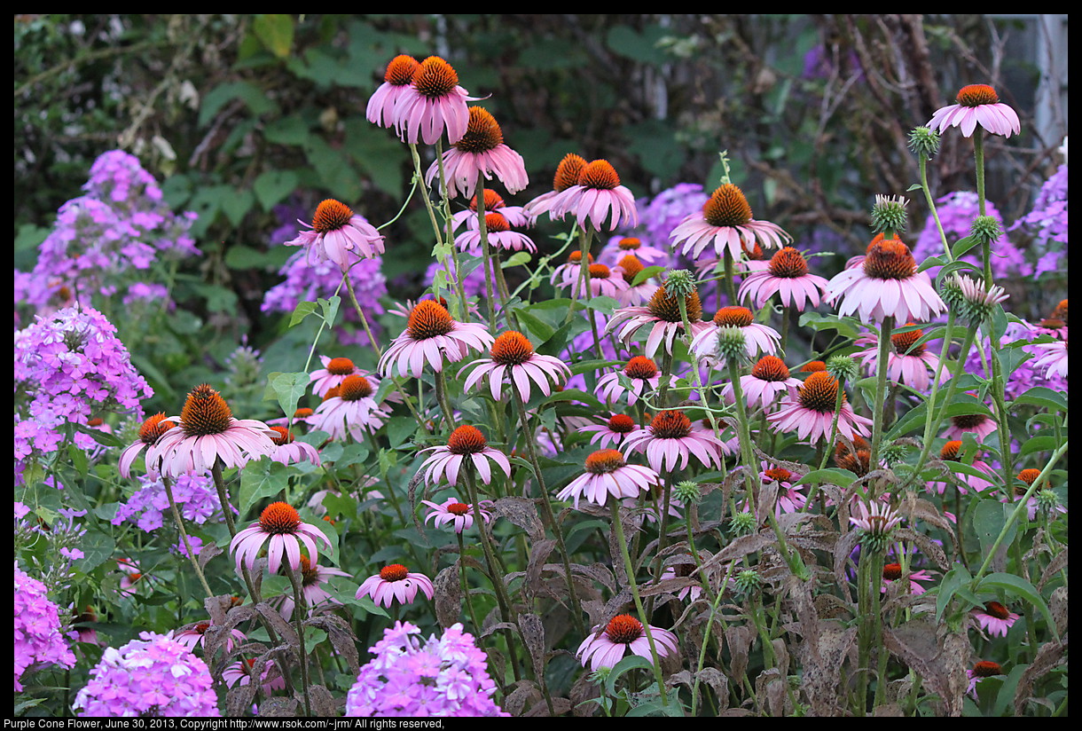 2013jun30_coneflower_IMG_3942.jpg