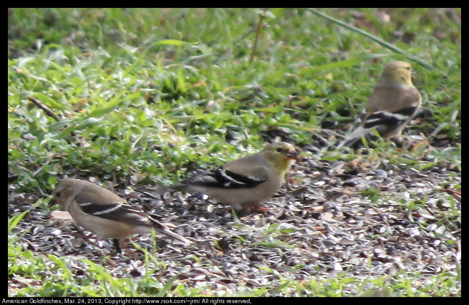 2013Mar24_finches_IMG_3810.jpg