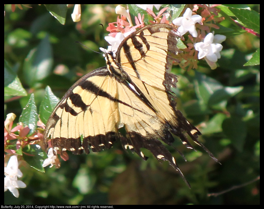 2014jul20_butterfly_IMG_5329.jpg