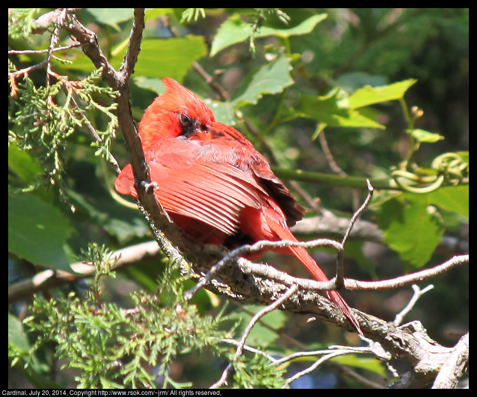 2014jul20_cardinal_IMG_5342.jpg