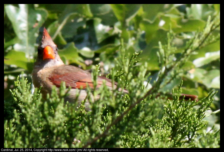 2014jul25_cardinal_IMG_5345.jpg