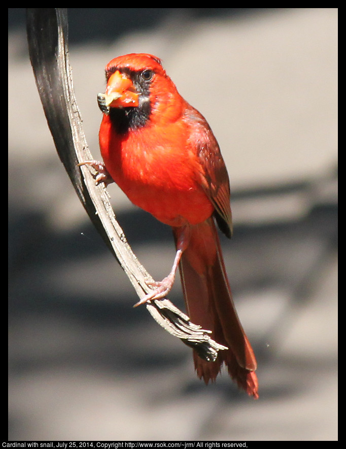 2014jul25_cardinal_IMG_5352.jpg