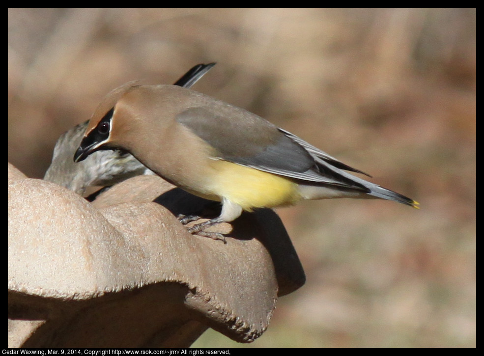 2014mar09_waxwing_IMG_5009.jpg