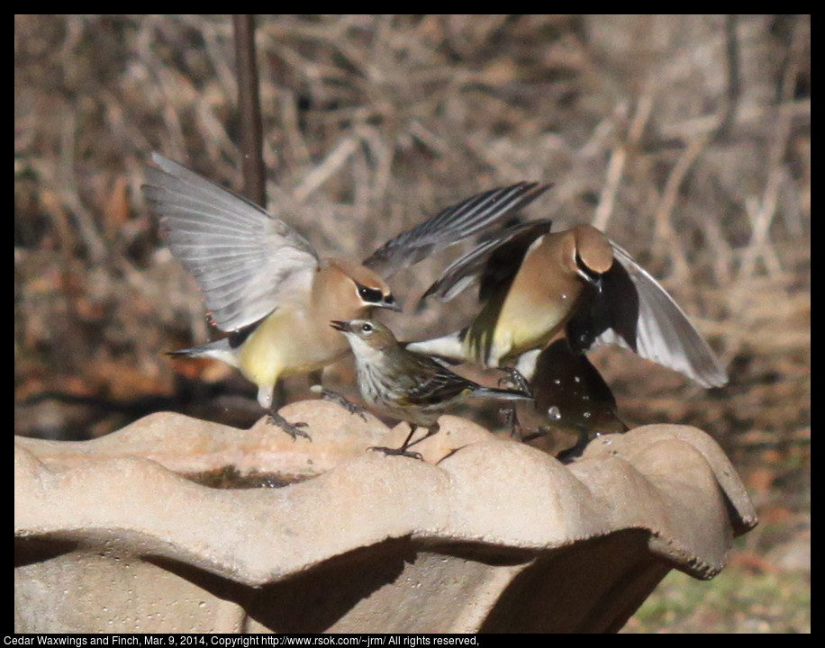 2014mar09_waxwing_IMG_5022.jpg