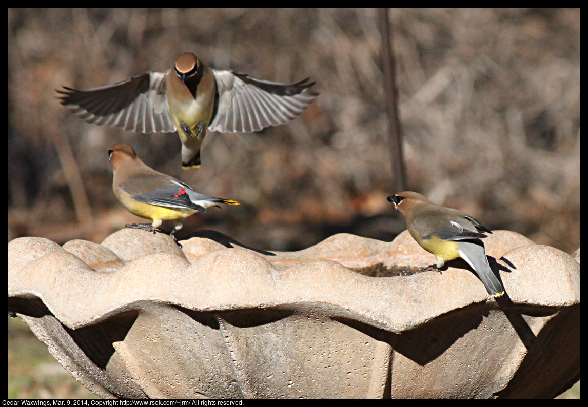 2014mar09_waxwings_IMG_5028.jpg