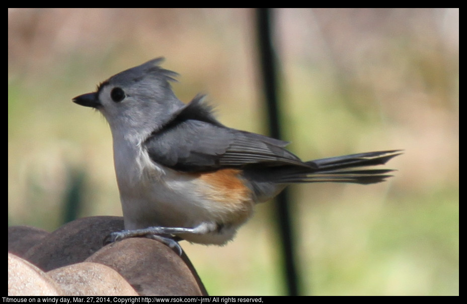 2014mar27_titmouse_IMG_5048.jpg