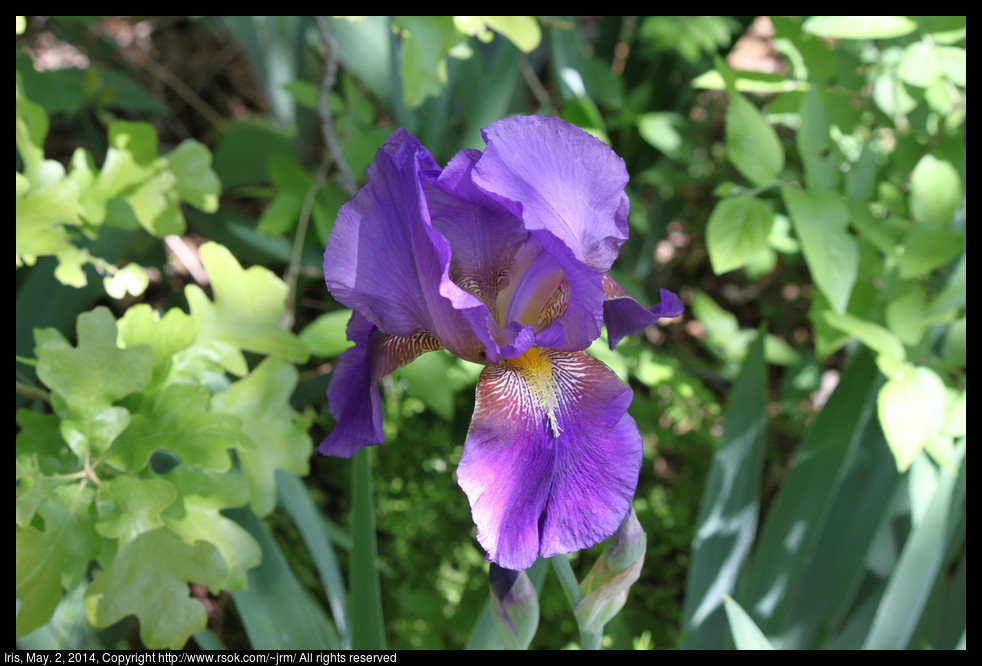 2014May02_iris_IMG_5079.jpg