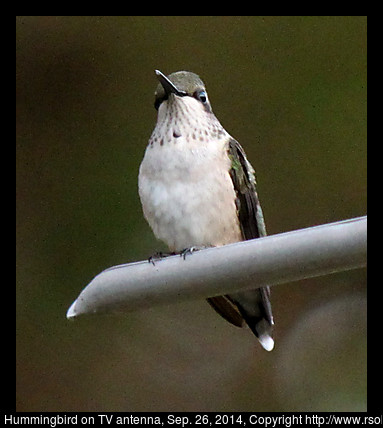 2014sep26_hummingbird_IMG_5482.jpg