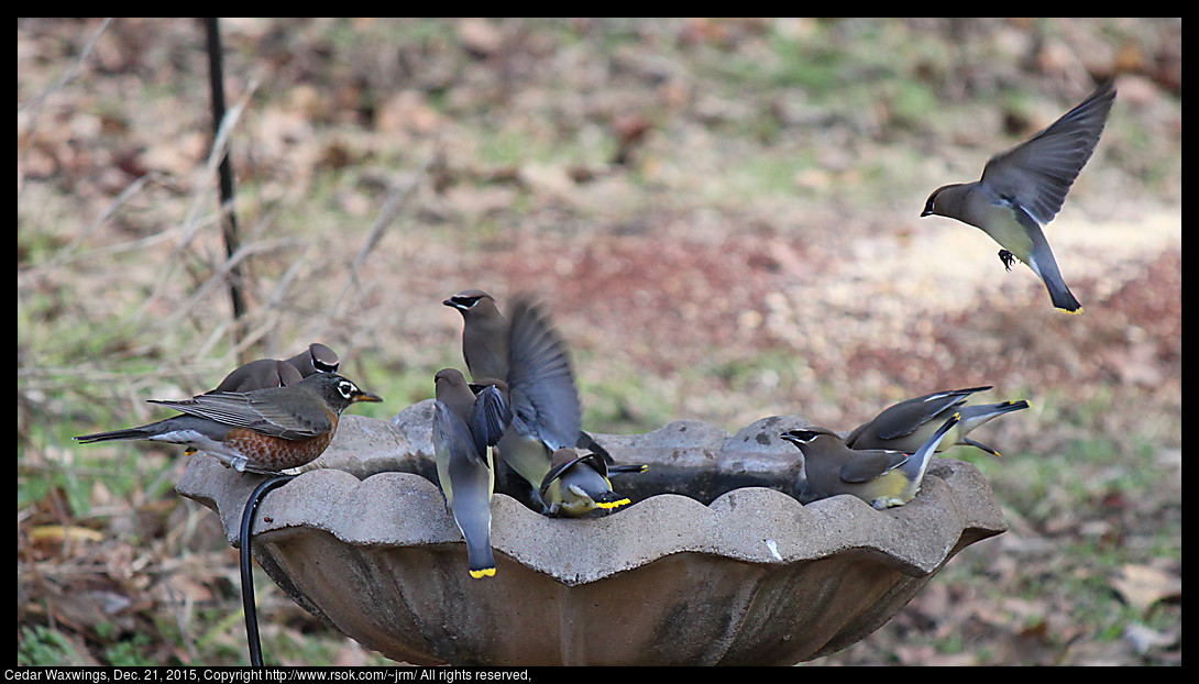 2015dec21_waxwings_IMG_5726.jpg