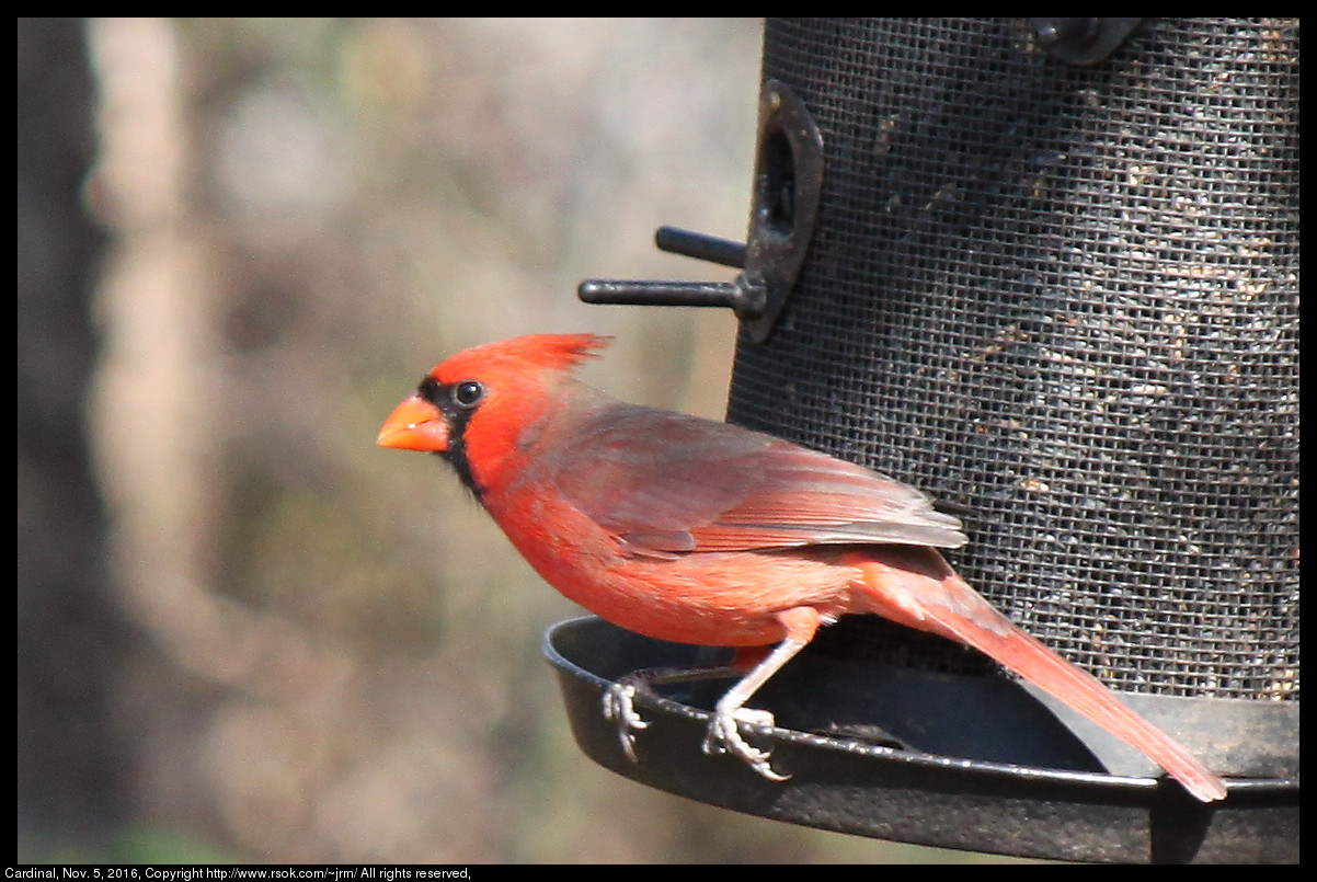 2016nov05_cardinal_IMG_6522.jpg