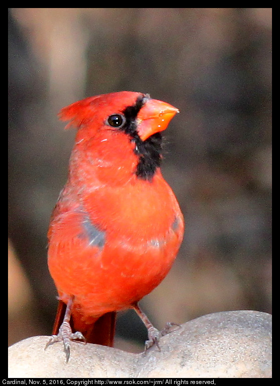 2016nov05_cardinal_IMG_6559.jpg