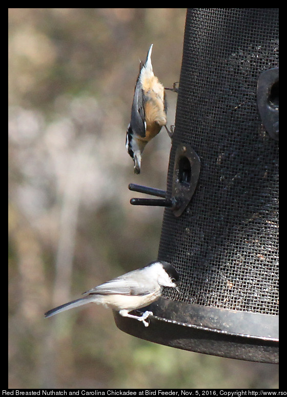 2016nov05_nuthatch_IMG_6491.jpg