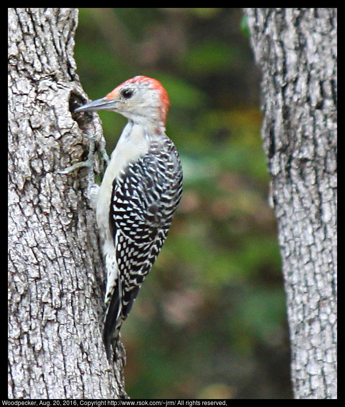 2016aug20_woodpecker_IMG_5961.jpg