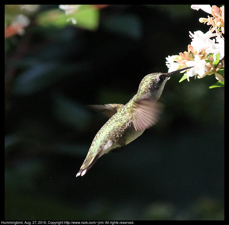 2016aug27_hummingbird_IMG_6008.jpg
