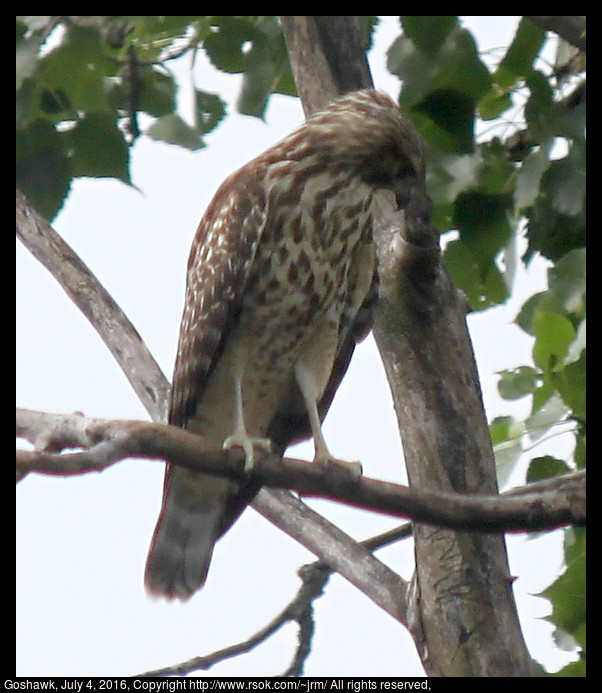 2016jul04_goshawk_IMG_5894.jpg