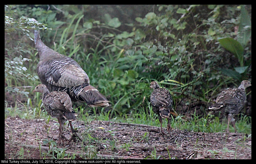 2016jul10_turkeys_IMG_5900.jpg