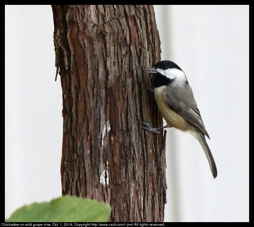 2016oct01_chickadee_IMG_6225.jpg