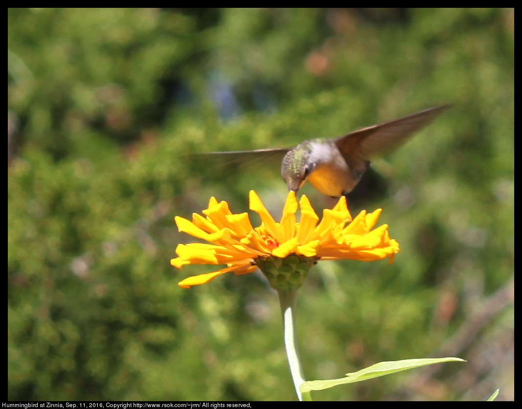 2016sep11_hummingbird_IMG_6156.jpg