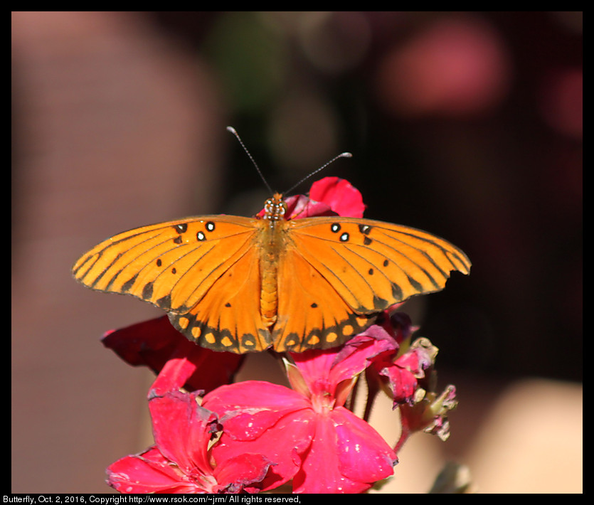 2016oct02_butterfly_IMG_6232.jpg