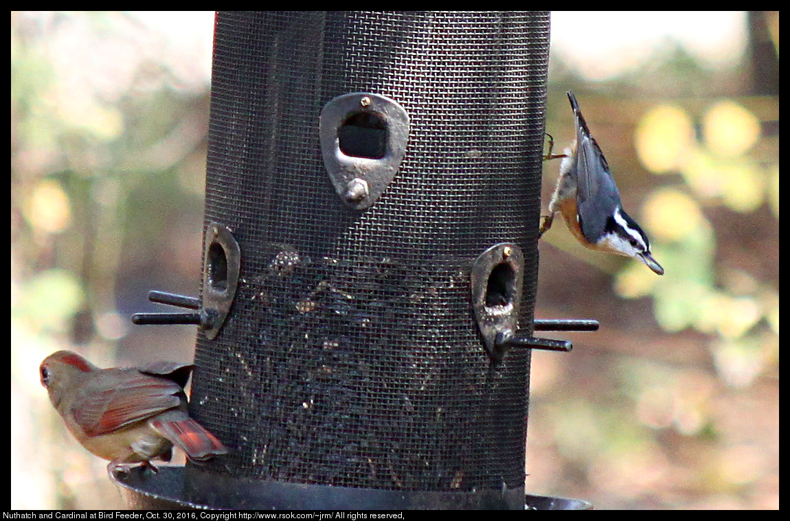 2016oct30_nuthatch_IMG_6395.jpg