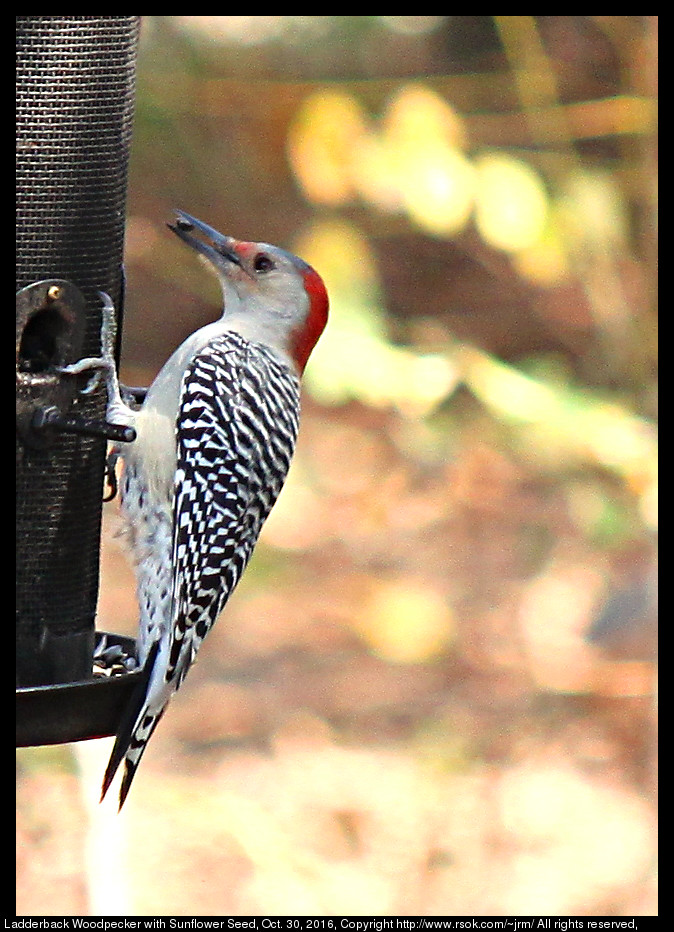 2016oct30_woodpecker_IMG_6433.jpg