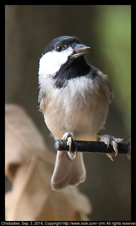 2016sep03_chickadee_IMG_6127.jpg