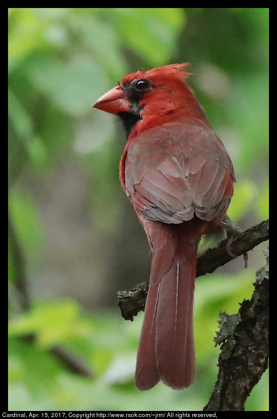 2017apr15_cardinal_IMG_3001.jpg