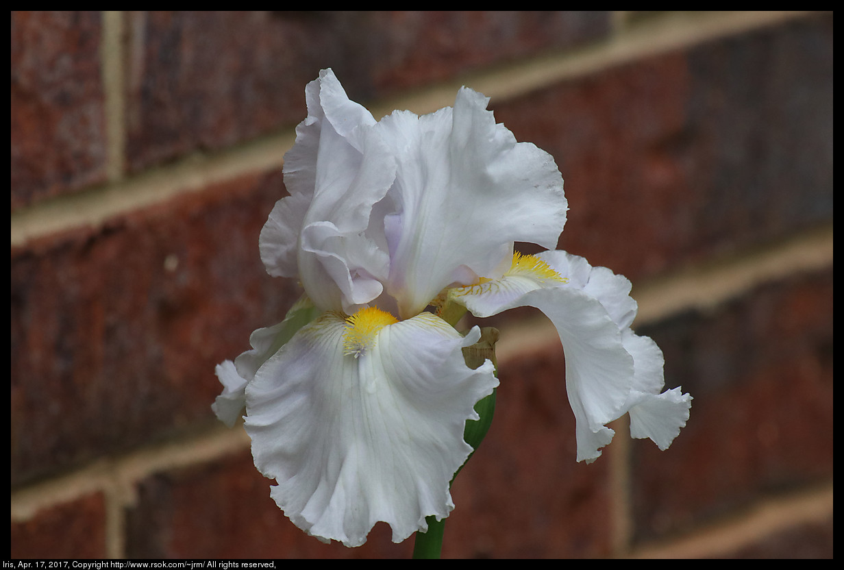 2017apr17_iris_IMG_3025.jpg