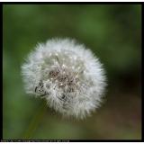 thumbnbail