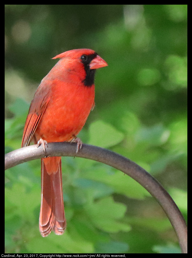 2017apr23_cardinal_IMG_3121.jpg