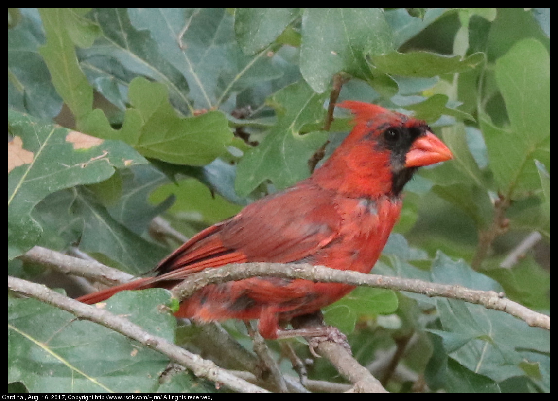 2017aug16_cardinal_IMG_6029.jpg