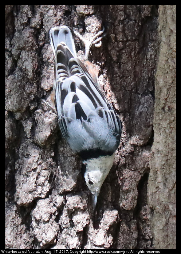 2017aug17_nuthatch_IMG_6056.jpg