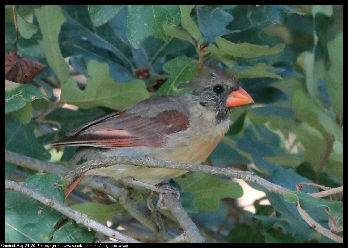 2017aug24_cardinal_IMG_6142.jpg