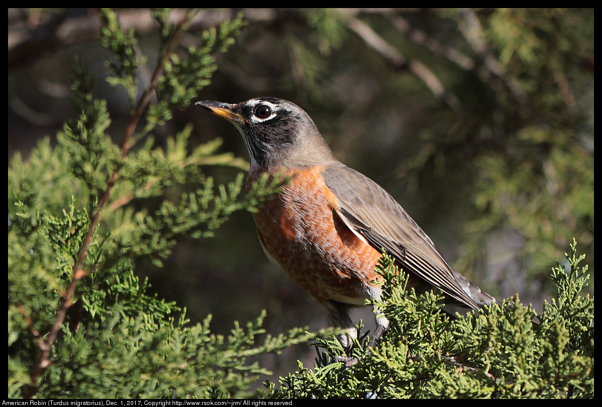 2017dec01_robin_IMG_8409c.jpg