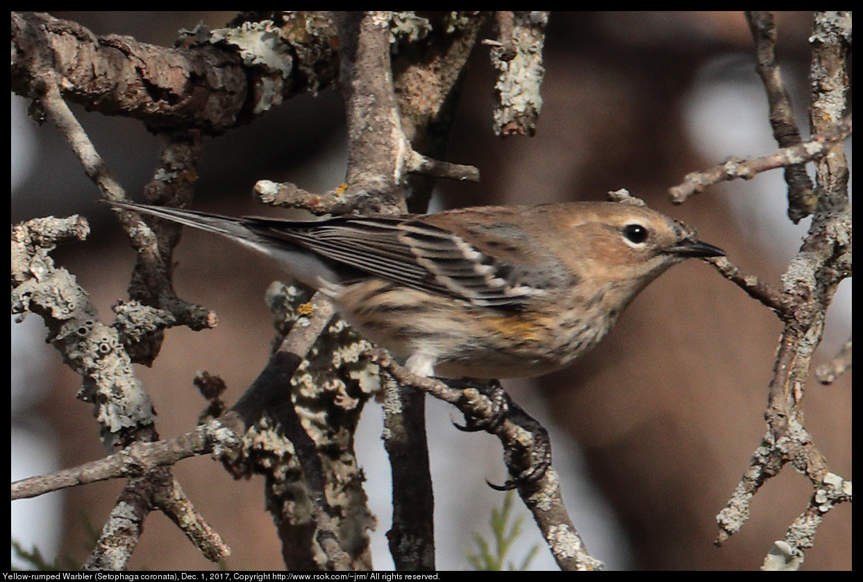 2017dec01_warbler_IMG_8391c.jpg