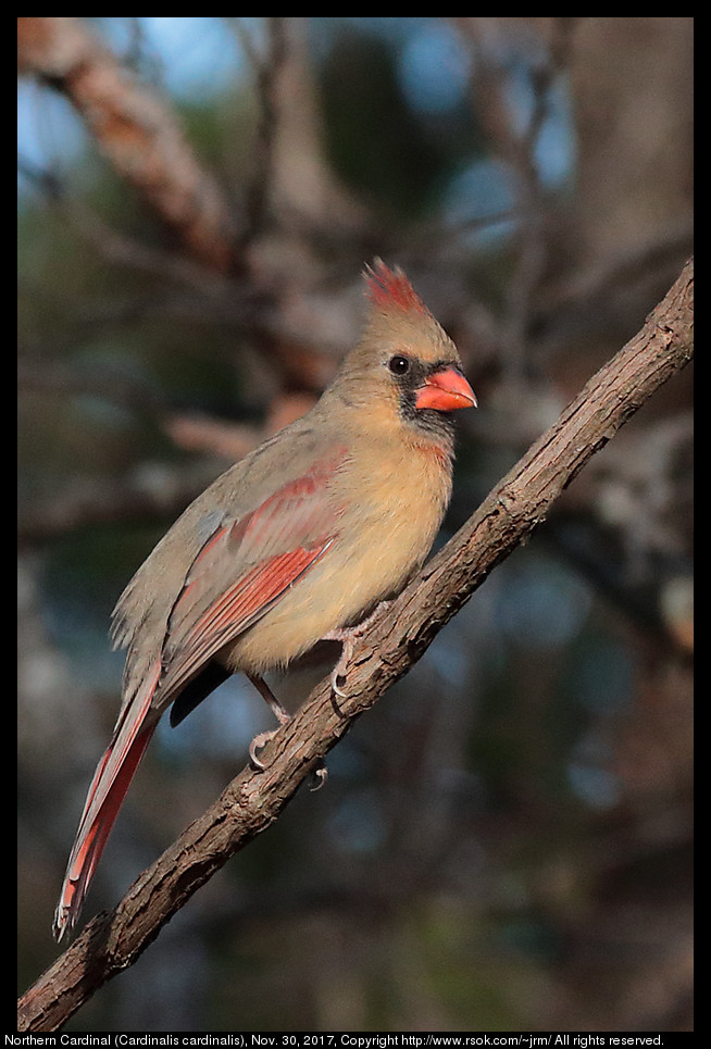 2017nov30_cardinal_IMG_8361c.jpg