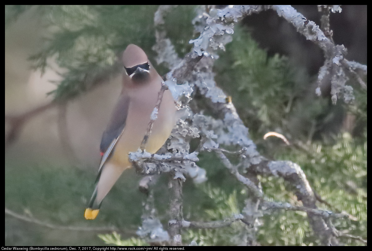 2017dec07_waxwing_IMG_8676c.jpg