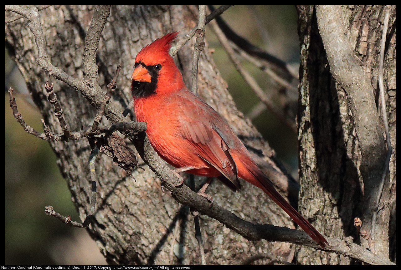 2017dec11_cardinal_IMG_8814c.jpg