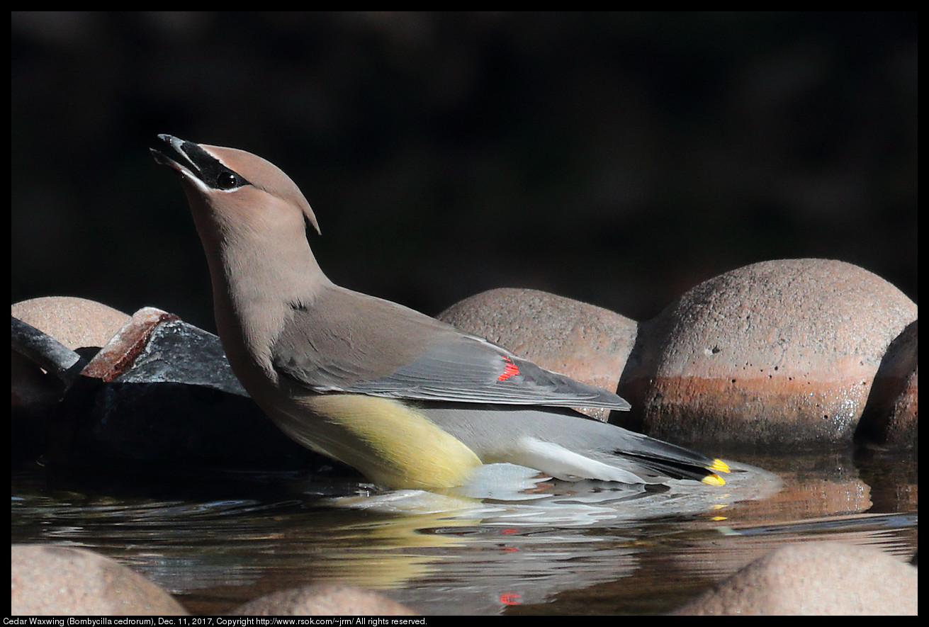 2017dec11_waxwing_IMG_8788c.jpg