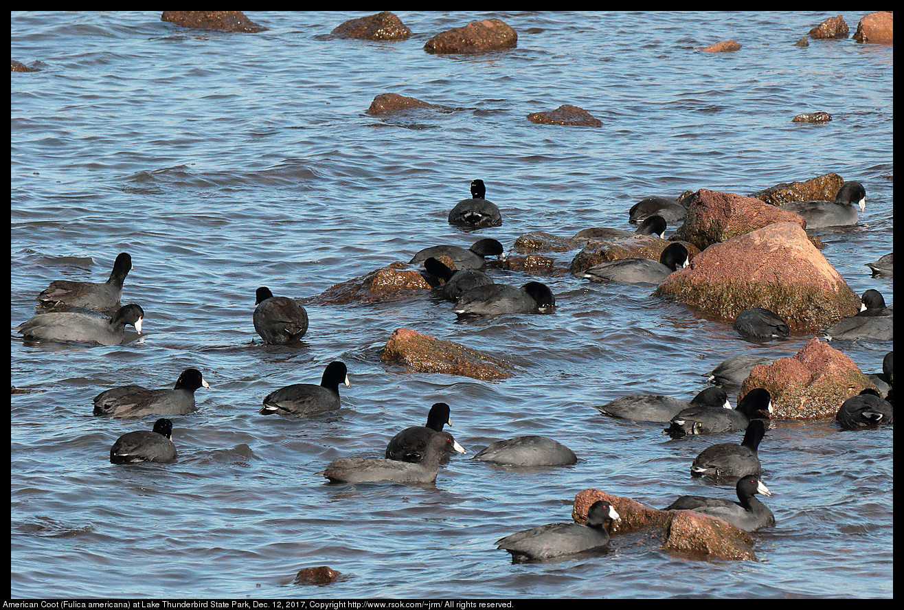 American Coots (Fulica americana) at Lake Thunderbird State Park, Dec. 12, 2017