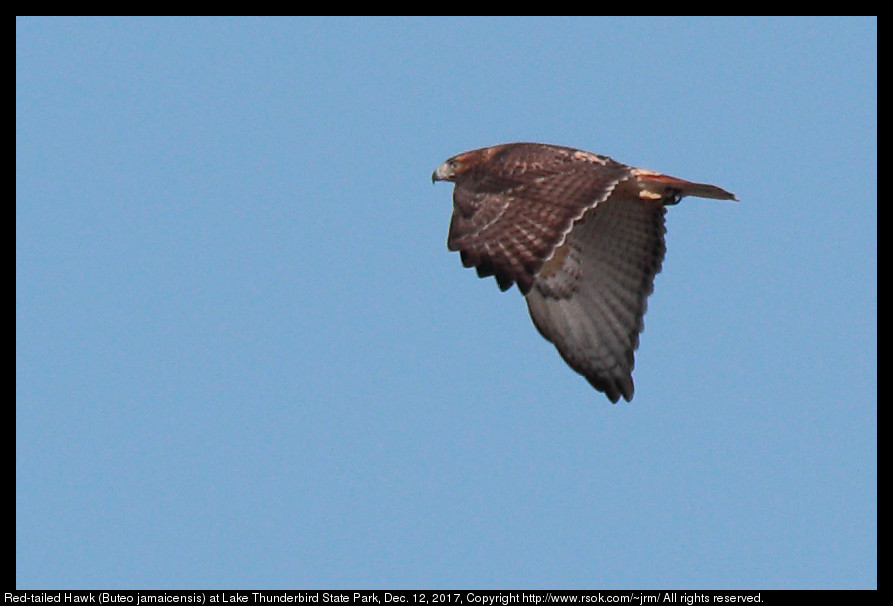 Red-tailed Hawk (Buteo jamaicensis) at Lake Thunderbird State Park, Dec. 12, 2017