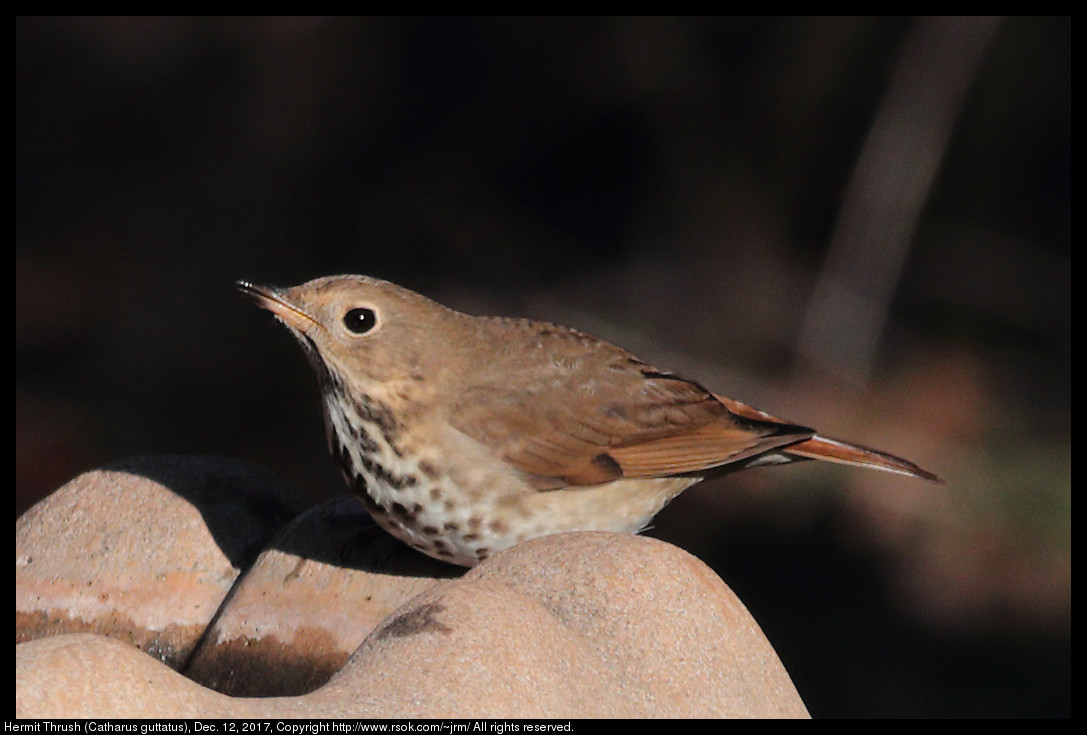 Hermit Thrush (Catharus guttatus), Dec. 12, 2017