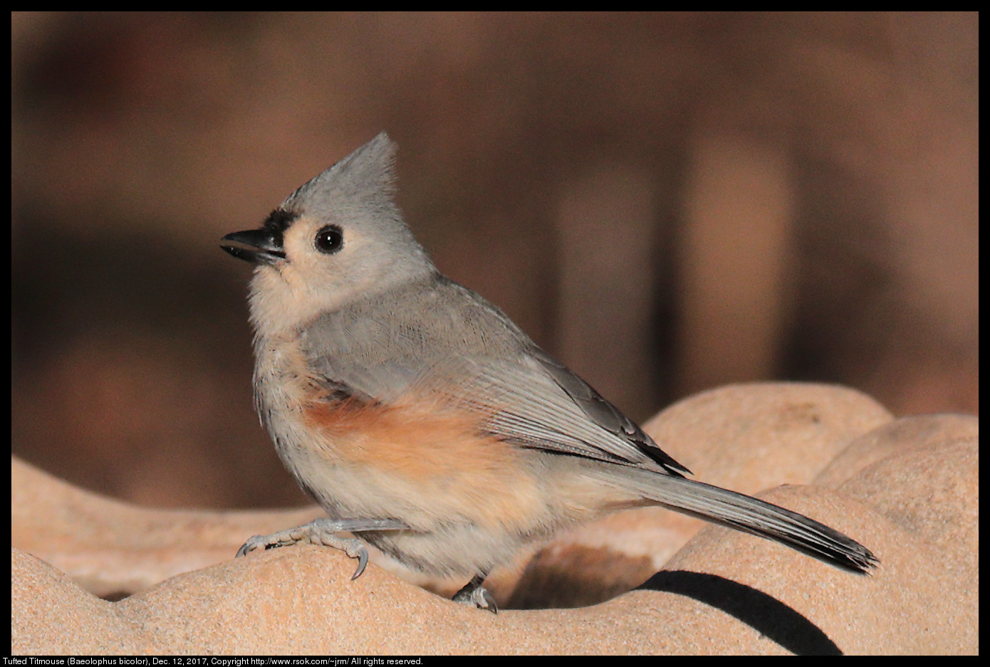 Tufted Titmouse (Baeolophus bicolor), Dec. 12, 2017