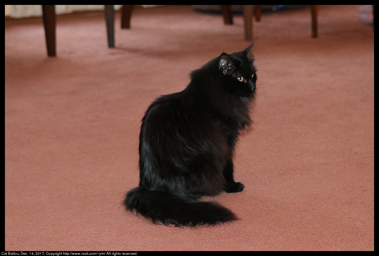 Cat Ballou, Dec. 14, 2017. a cute black cat