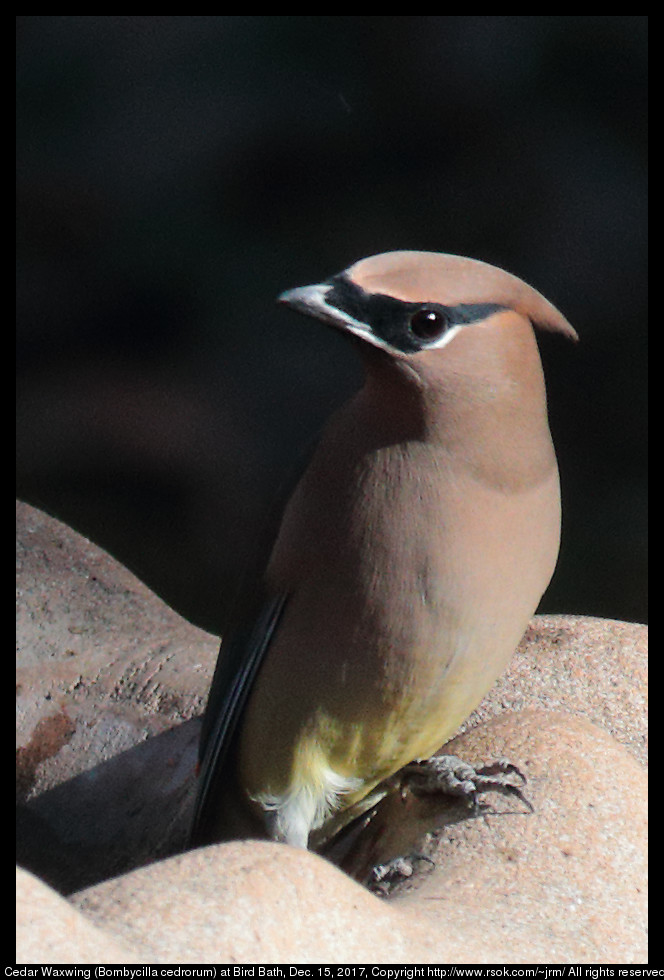 Cedar Waxwing (Bombycilla cedrorum) at Bird Bath, Dec. 15, 2017