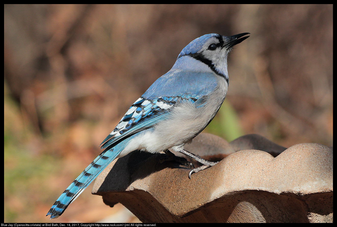 Blue Jay (Cyanocitta cristata) at Bird Bath, Dec. 16, 2017