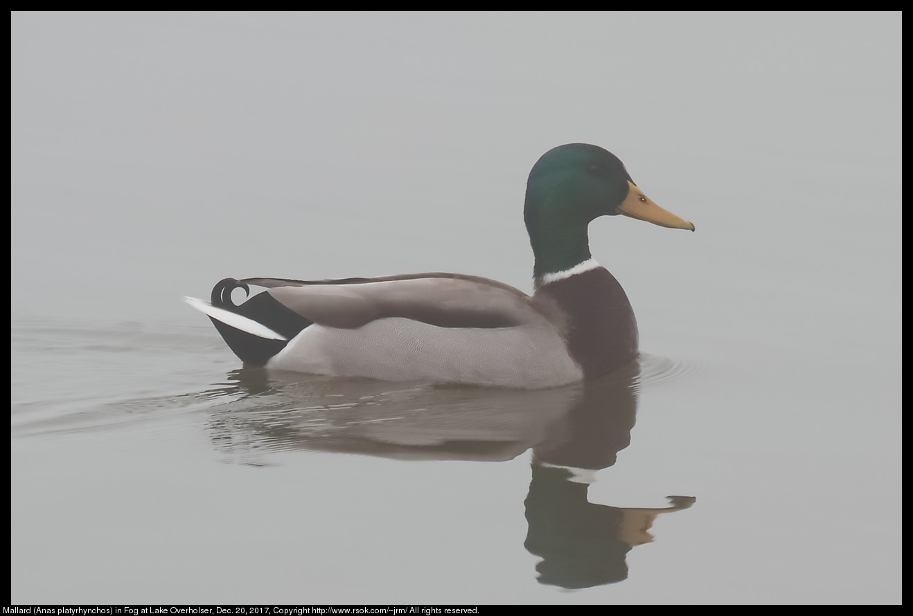 Mallard (Anas platyrhynchos) in Fog at Lake Overholser, Dec. 20, 2017