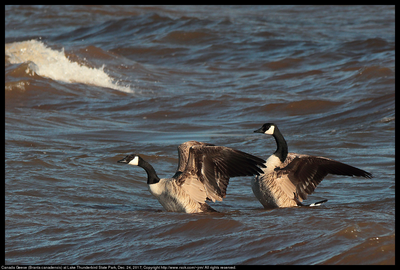 Canada Geese (Branta canadensis) at Lake Thunderbird State Park, Dec. 24, 2017