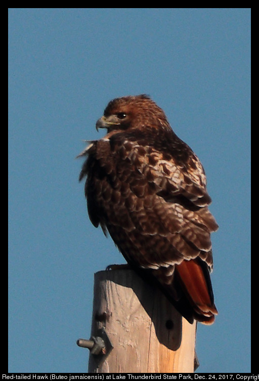 Red-tailed Hawk (Buteo jamaicensis) at Lake Thunderbird State Park, Dec. 24, 2017