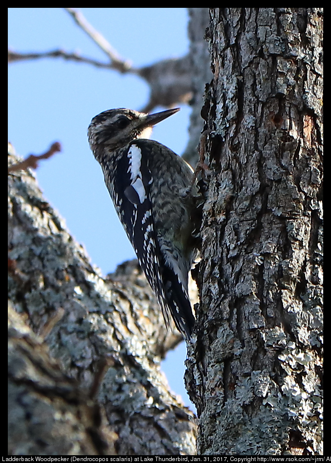 2017jan31_woodpecker_IMG_0887.jpg
